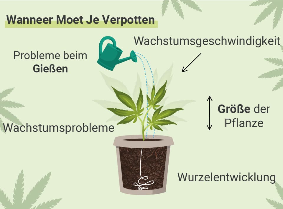 Wie Und Wann Man Seine Cannabispflanzen Umtopft - RQS Blog